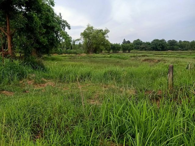 ขายที่ดินนา เกือบ 3ไร่ บ้านหนองกลอย ต.แดงใหญ่ อ.เมือง จ.ขอนแก่น