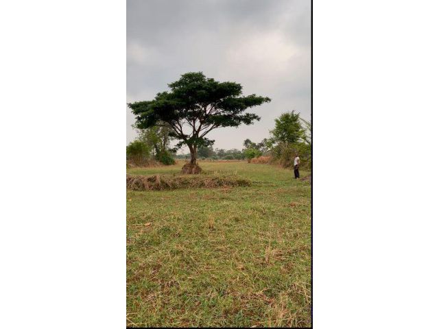 ขายที่นาหลุ่ม 6 ไร่ 3 งาน 20 ตารางวา