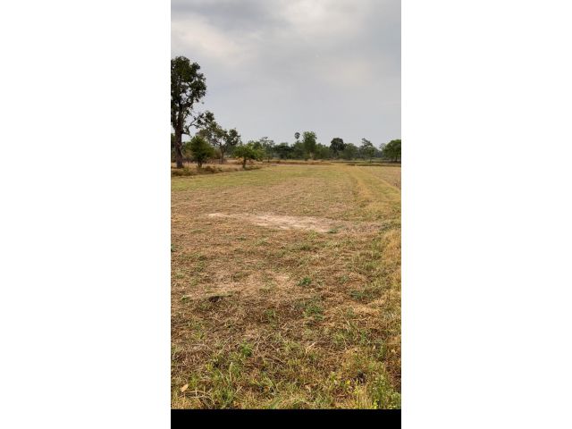 ขายที่นาหลุ่ม 6 ไร่ 3 งาน 20 ตารางวา