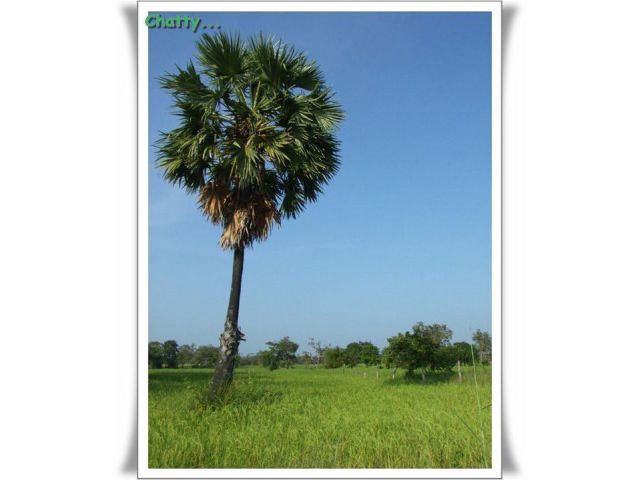 ขายที่นาหลุ่ม 6 ไร่ 3 งาน 20 ตารางวา