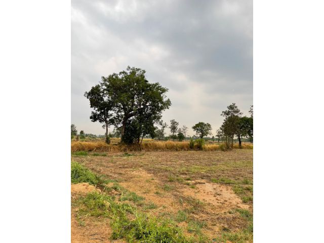 ขายที่นาหลุ่ม 6 ไร่ 3 งาน 20 ตารางวา