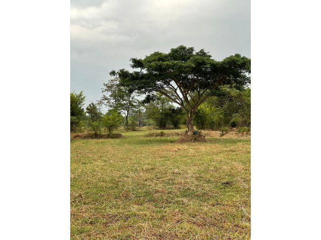 ขายที่นาหลุ่ม 6 ไร่ 3 งาน 20 ตารางวา