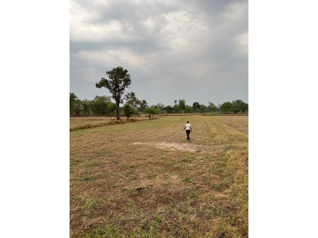 ขายที่นาหลุ่ม 6 ไร่ 3 งาน 20 ตารางวา