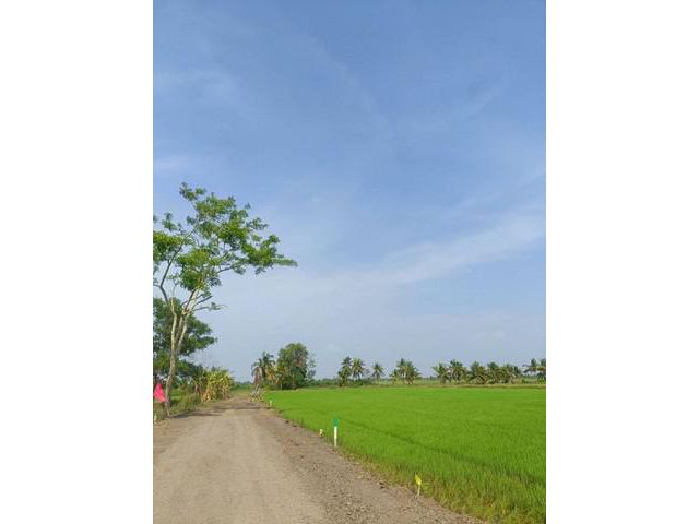 ขายที่ดินเปล่า ถูกมาก 1 ไร่ คลอง 12