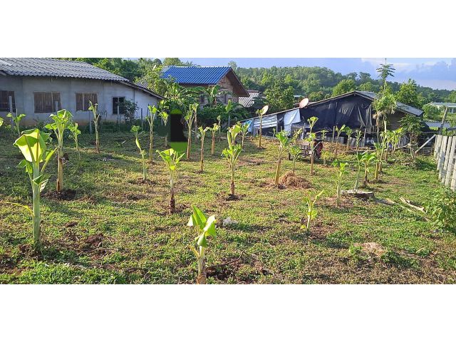 ขายที่ดินราคา 450,000 บาทไกล้โรงเรียนนานาชาติเปรม แม่ริม เชียงใหม่