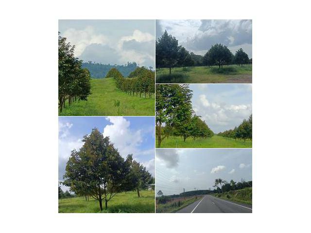 **ทุเรียนหมอนทองสุดสวย แปลงเกือบ 200 ไร่ ขลุง**