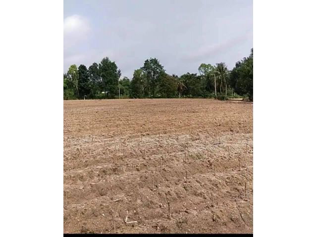 ขายที่ดินหนองปลาไหล 5 ไร่ ติดถนน 2 ด้าน ใกล้ถนนเส้นมอเตอร์เวย์ 7 - 650 เมตร อ.บางละมุง ชลบุรี