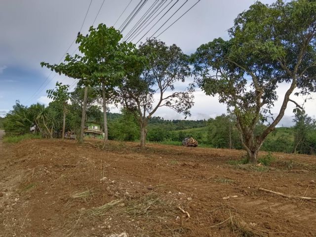 ขายที่เขาใหญ่ 4 ไร่ วังกะทะ ปากช่อง ติดถนนลาดยาง ที่สูง อากาศดี ใกล้เซเว่น ทำเลดี แปลงสวย ใกล้เส้น 2213 ใกล้เคนซิงตันตลา