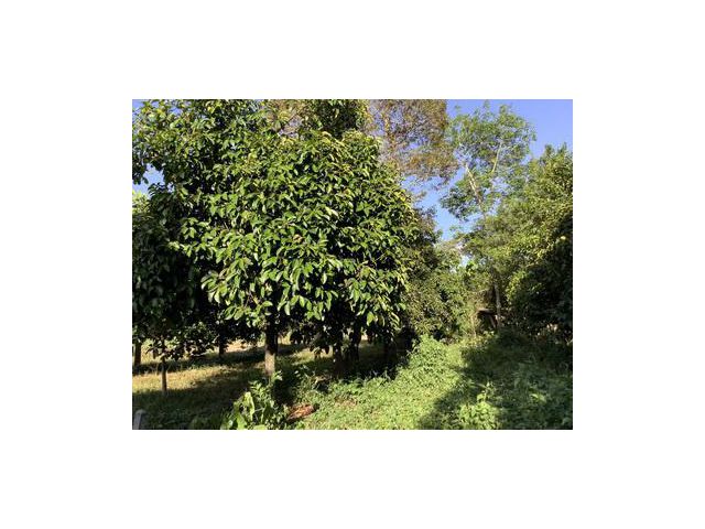 ที่ดินเปล่า  ต.บางบุตร อ.บ้านค่าย จ. ระยอง