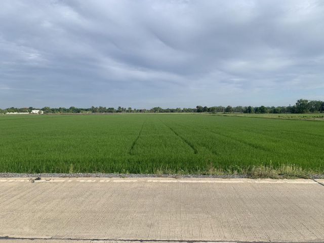 ขายที่ดินแปลงสวยราคาถูกติดคอนกรีต ถนนศาลายามหิดล วัดนราภิรมย์ บ้านคลองเจ้า ราคาถูก ที่สุดในเขตนี้ ใกล้ชุมชน ติดถนนลาดยาง