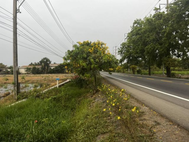ขายที่ดินหนองจอกติดถนนประชาสำราญ ประมาณ 40 ไร่ หน้ากว้าง 80 เมตร  ขายเพียงไร่ละ 2 ล้าน   ใกล้เมืองใหม่ Reignwood Park