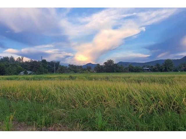 ขายที่ดินเริ่ม 155 ตรว. ราคา 950,000บาท รวมโอน แช่ช้าง สันกำแพง