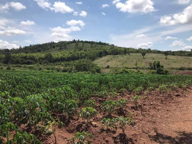 ขายที่เขาใหญ่ ขนงพระ 21ไร่ ขายถูก ไร่ละ 850,000 เท่านั้น ที่ติดเขา วิวเขาสวยมาก ล้อมรอบด้วยเขา อยู่โซนขนงพระ โป่งตาลอง ใ