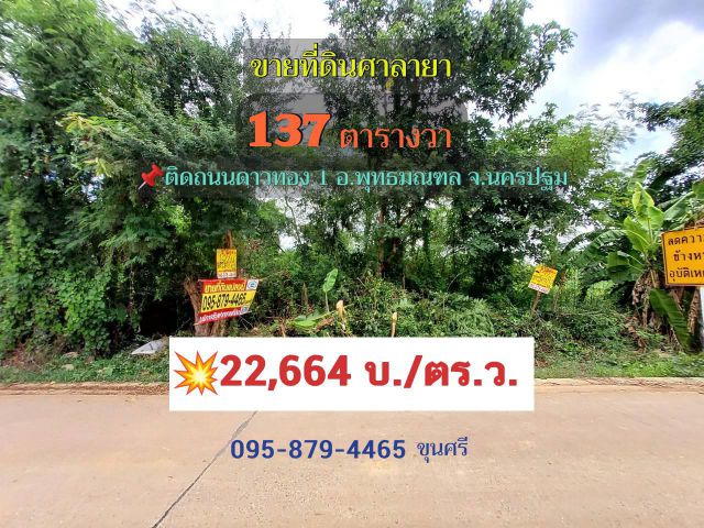 ขายที่ดินศาลายา 137 ตารางวา ติดถนนคอนกรีตสาธารณะ  ถนนดาวทอง 1 อ.พุทธมณฑล