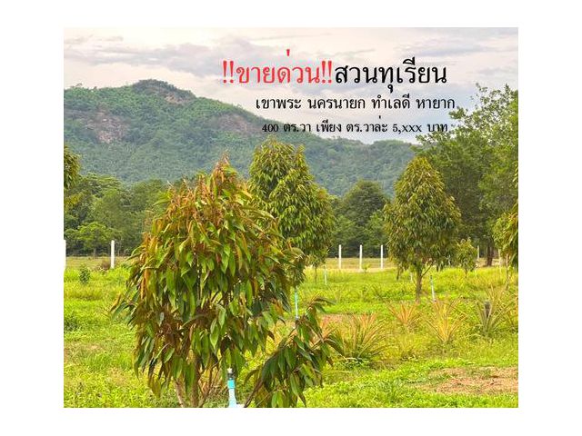 ขายด่วน สวนทุเรียน สวนสับปะรด วิวภูเขาสวย อ.เมือง จ.นครนายก
