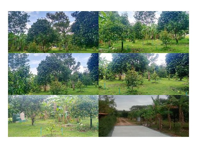 !!!สวนผลไม้ใกล้ตัวเมืองจันทบุรี!!! เสนอขายสวนผลไม้ทุเรียน มังคุด ลองกอง เนื้อที่ 1 ไร่ ตำบลท่าช้าง อำเภอเมือง จังหวัดจัน