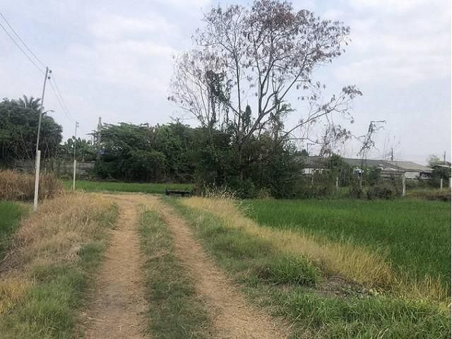 บางใหญ่  นนทบุรี            แปลงนี้บรรยากาศดีมาก