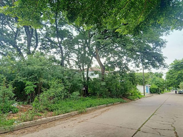 ขายที่ดินพัฒนาการ 69 100 ตร.ว ใกล้พัฒนาการตัดใหม่ ใกล้ทะเลสาปหมู่บ้านเมืองทองพัฒนาการ ออกสุขุมวิท อ่อนนุช ศรีนครินทร์ พร