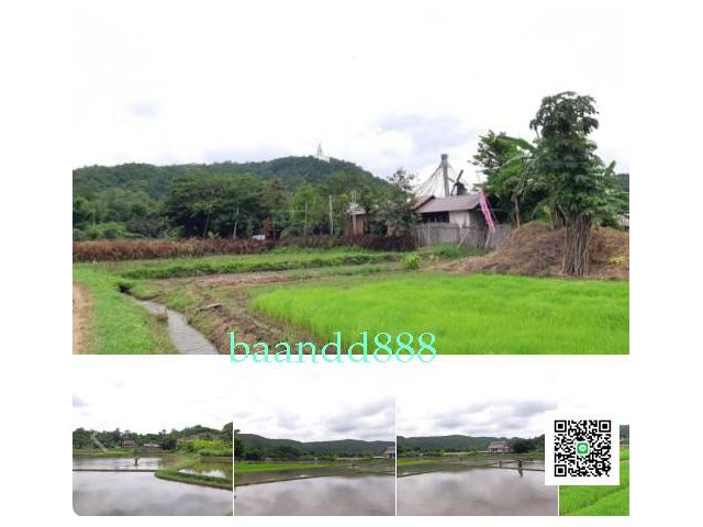ขายที่ดิน 200 ตรว. บ้านปง หางดง  วิวสวยพระธาตุศรีเมืองปง  ทุ่งนา ภูเขา บรรรยกาศดี