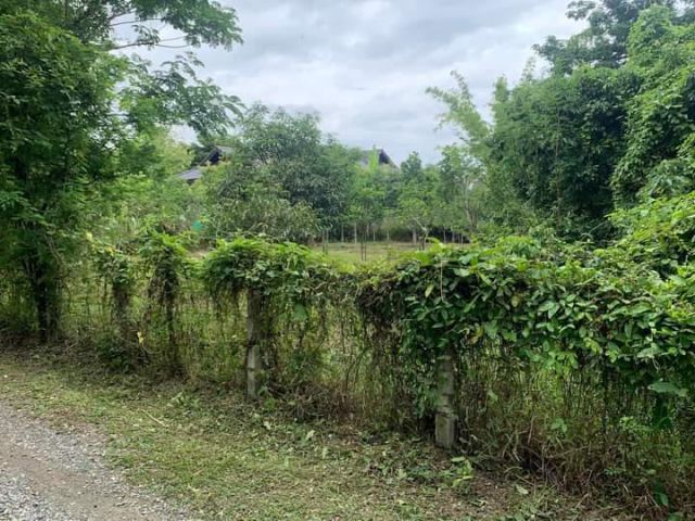 ขายที่ดินตำบลสุเทพทำเลติดถนนคอนกรีตพร้อมโอน
