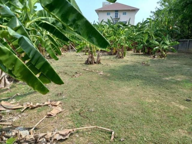 ขายที่ดินอำเภอเมืองเชียงใหม่ เนื้อที่ 256 ตร.วา ราคา 6.5 ล้าน ที่ถมแล้ว ล้อมรั้วให้เรียบร้อย