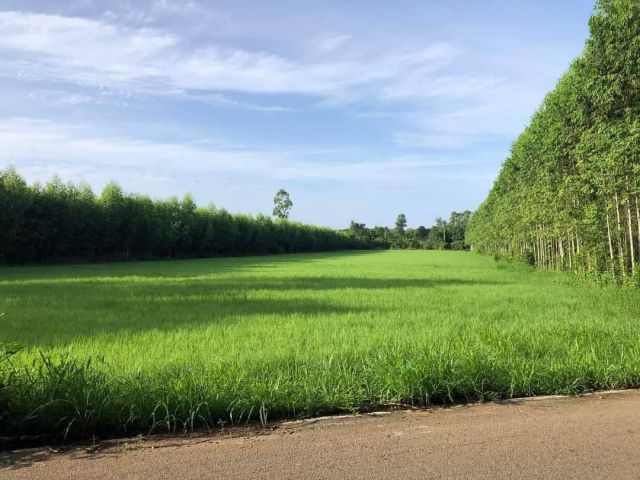 ขายที่ดินเขาหินซ้อน 4 ไร่ ติดถ.ลาดยาง หลังฟาร์มหนองหว้าเหลือง 2 อ.พนมสารคาม ฉะเชิงเทรา