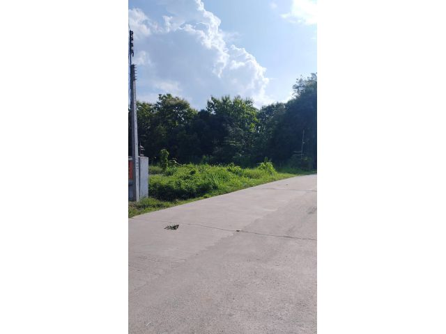 ขายที่ดินตำบลป่าไผ่สันทรายติดถนนคอนกรีตพร้อมโอน