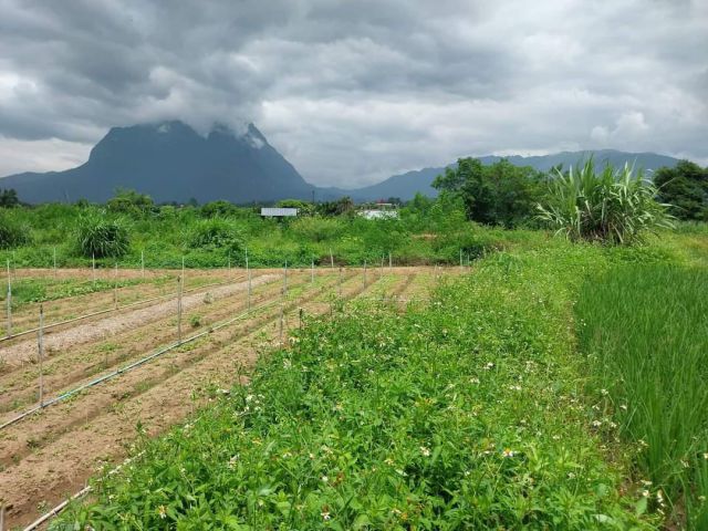 ขายที่ดินเชียงดาววิวดอยหลวงวิวท้องนาโฉนดพร้อมโอน