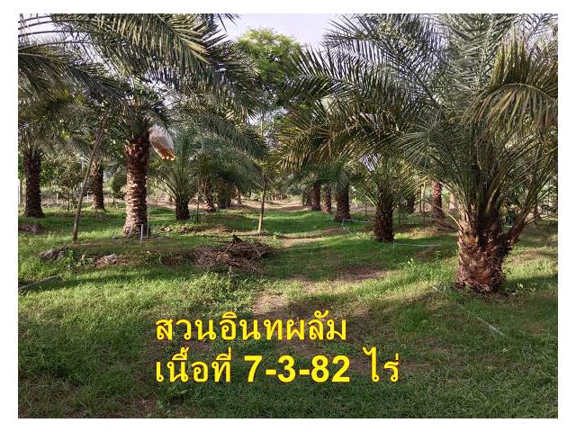 ขายสวนอินทผาลัมเนื้อที่ 7 ไร่ 3 งาน 82 ตารางวา ตำบลหนองหญ้าอำเภอเมืองกาญจนบุรี อินทผาลัมเก็บผลผลิตได้แล้ว