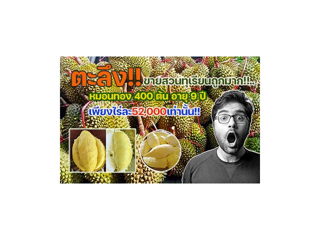 ขายสวนทุเรียน 70 ไร่ อายุ 9 ปี ผลผลิตดี ขายได้ทุกปี 400 ต้นถูกมากเพียงไร่ละ52,000 เท่านั้น