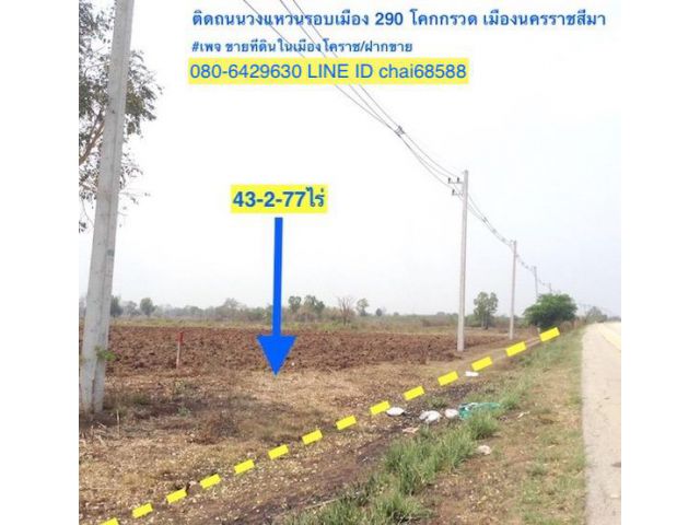 ###ที่ดินติดถนนวงแหวนรอบเมือง ทล.290 โคกกรวด เมืองนครราชสีมา เนื้อที่ 43-2-77ไร่ หน้ากว้าง 320เมตร ###