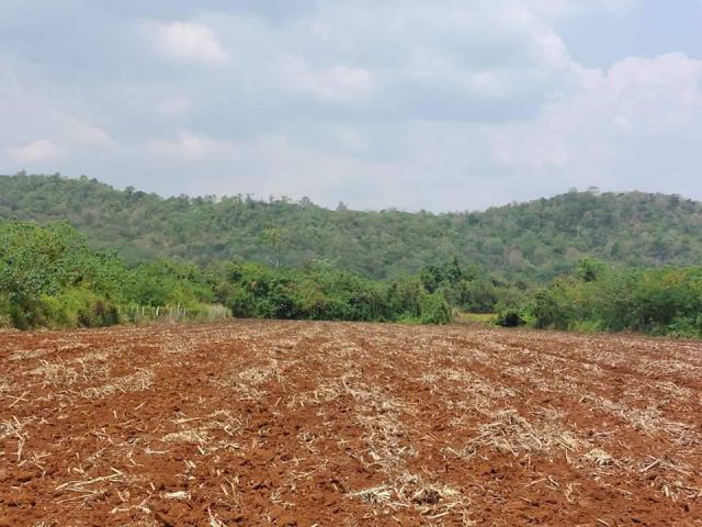 ขายที่เขาใหญ่ หมูสี 5 ไร่ ติดถนนลาดยางเส้นหลักบุ่งเตย-สระน้ำใส โป่งตาลอง ใกล้ถนนธนะรัชต์ เหมาะทำโรงแรม รีอสร์ท แบ่งแปลงข