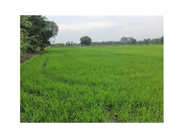 ที่ดินเเบ่งขาย 3 ไร่ ท้ายเเปลง ราคาถูก