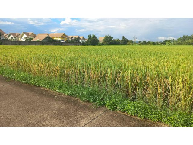 ขายที่ดินแปลงสวย เนื้อที่เยอะ ติดตลาดท่ารั้ว ใกล้เซ็นเฟส