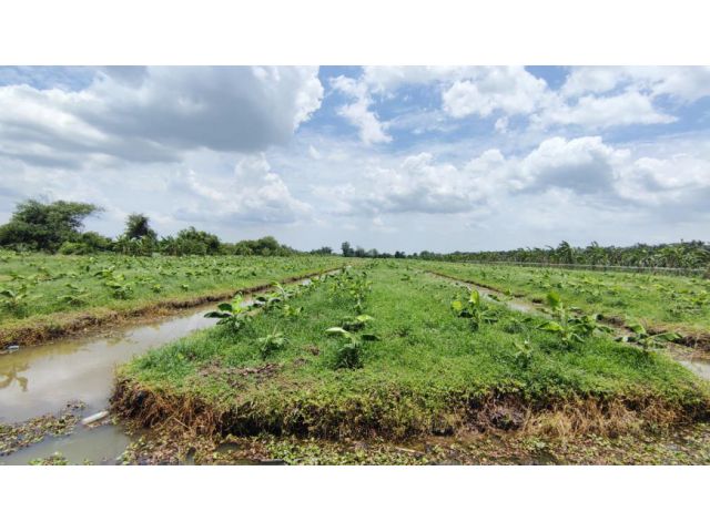 ขาย ที่ดิน 44 ไร่ คลอง 13 หนองเสือ ปทุมธานี ใกล้ถนนเลียบคลอง มีไฟฟ้าและประปา