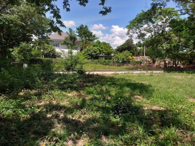 ขายที่ดินแถวแยกหนองจ๊อมร่มรื่นหลังติดบึงบัวห่างโรงเรียนต้นกล้า 850เมตร