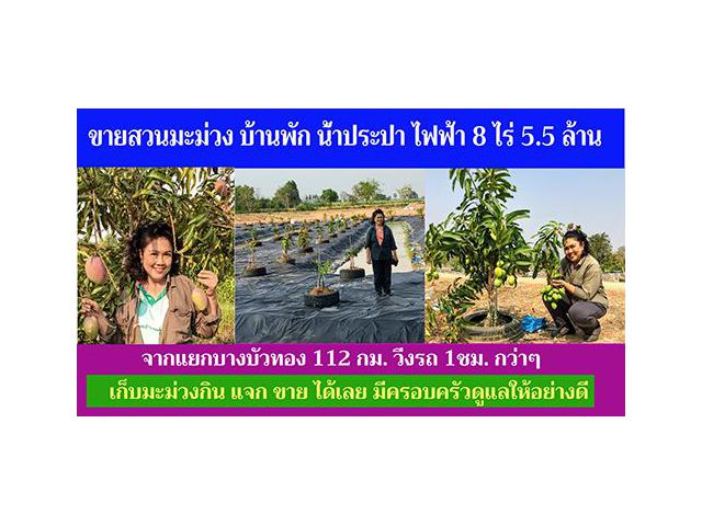 ขายสวนมะม่วง 8 ไร่ พร้อมบ้านพัก น้ำ/ไฟฟ้า ทำเลเยี่ยม ติดถนนทางหลวง เข้าออกได้หลายทาง มีคนดูแลทำสวน เพียง 5.5 ล้าน
