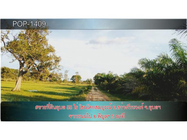 POP-1409 #ขายที่ดินอุบล 55 ไร่ โซนโคกสมบูรณ์ อ.สว่างวีระวงศ์ จ.อุบลฯ จากถนนไป อ.พิบูลฯ 5 นาที