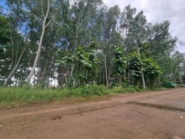 ขายที่ดินตำบลหนองจ๊อมสันทรายติดถนนลาดยางพร้อมโอน