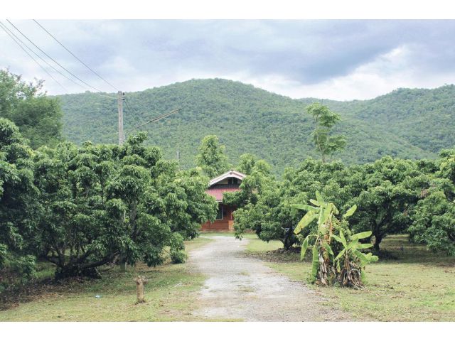 ขายที่ดินสวนลำไยในอำเภอเมืองลำพูน พร้อมบ้านในพื้นที่ เจ้าของขายเอง