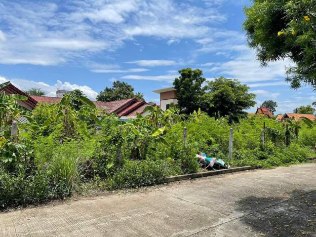 ขายที่ดินตำบลหนองผึ้งสารภีใจโครงการจัดสรรเก่าถนนกว้างพร้อมโอน