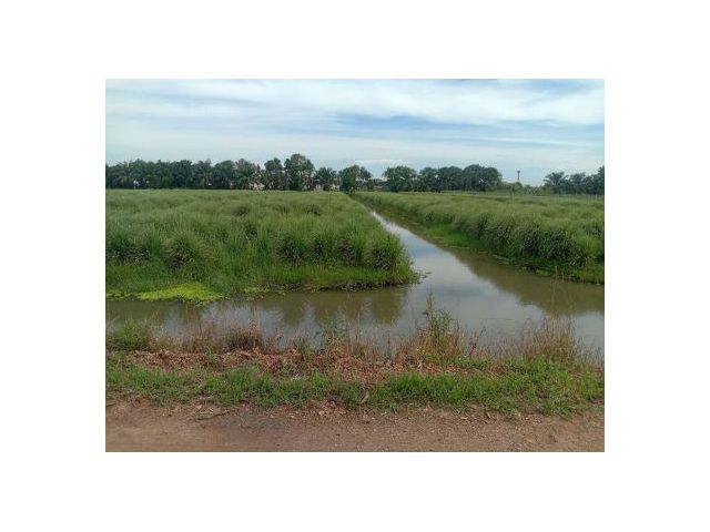 ขาย ที่ดิน 
~ TP-PT 0035
~ บึงบอน คลอง 8 หนองเสือ ปทุมธานี 1 ไร่