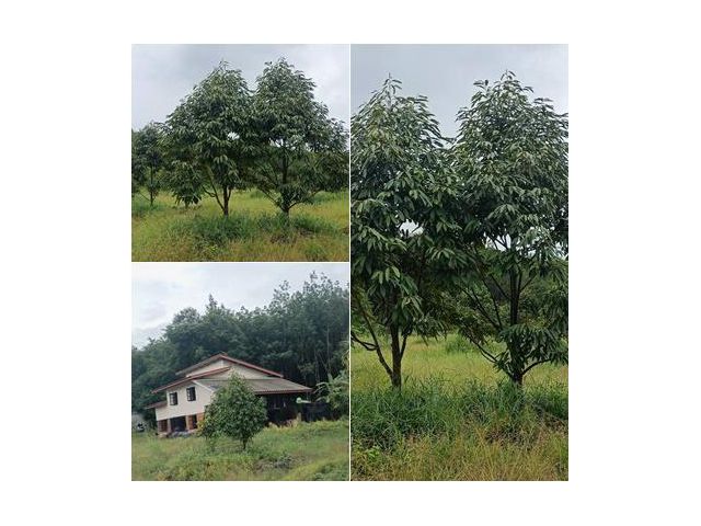 ขายสวนทุเรียนหมอนทอง สวย ถููก โฉนด 106 ไร่ 450000 บาท ต่อไร่