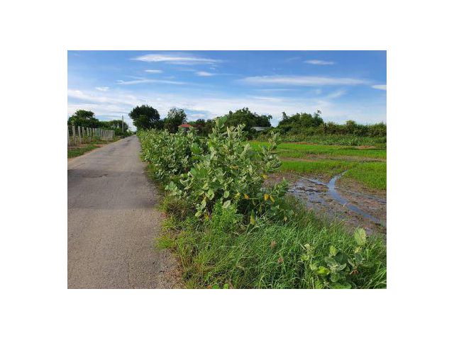 ขาย ที่ดิน 
~ TP-PPA 0047
~ บ้านใหม่ บางใหญ่ นนทบุรี 3 งาน 58 ตร.วา