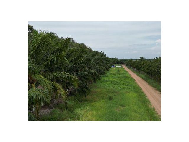 ขาย ที่ดิน 
~TP-PTOM 0053
~ บึงชำอ้อ หนองเสือ ปทุมธานี 100 ตร.วา