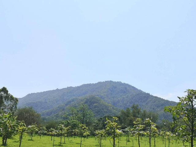 ขายที่ดิน 5-0-43 ไร่ ใกล้แนวเขตอุทยานแห่ชาติเขาใหญ่