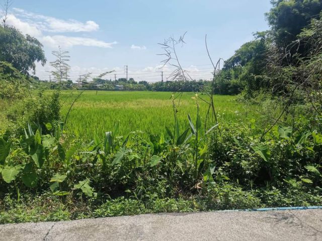 ขายที่นาเหมืองแก้วแม่ริมบ้านน้ำต้นซอย 6 พร้อมโอน