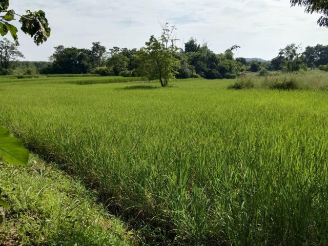 ที่ดินสวยใกล้ตัวเชียงคานเดินทาง 3 นาทีก็ถึงใกล้บ้านติดดิน แก่งคุดคู้ 5  ไร่ 5,300,000