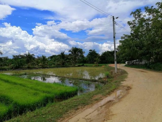 ขายที่นาติดถนนหนองจ๊อมสันทรายผังเมืองสีเหลืองพร้อมโอน