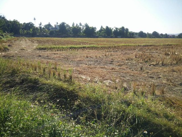 ขายที่ดินติดถนนหลักใกล้เมืองหางดงโฉนดพร้อมโอน